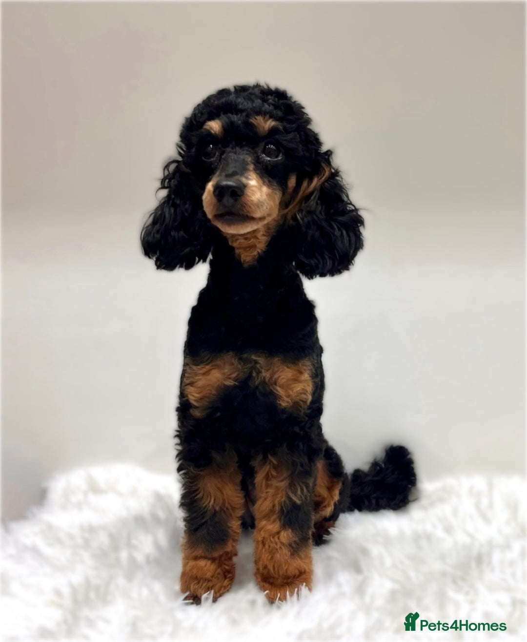 Miniature Poodle dogs for sale: 🌟KC Phantom Miniature Poodle Champion Lines🌟 - Advert 1