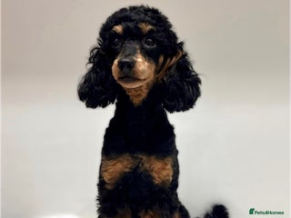 Miniature Poodle dogs 🌟KC Phantom Miniature Poodle Champion Lines🌟 - Advert 1