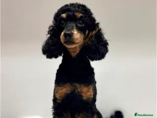 Miniature Poodle dogs 🌟KC Phantom Miniature Poodle Champion Lines🌟 - Advert 7