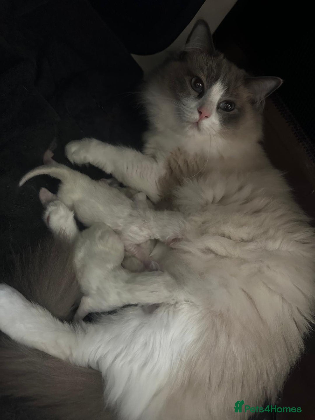 Ragdoll cats for sale: Beautiful Ragdoll Kittens - Read for Loving homes - Image 9