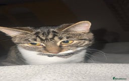 Bengal cats for sale: 2 male and 2 female kittens for sale x  - Image 7