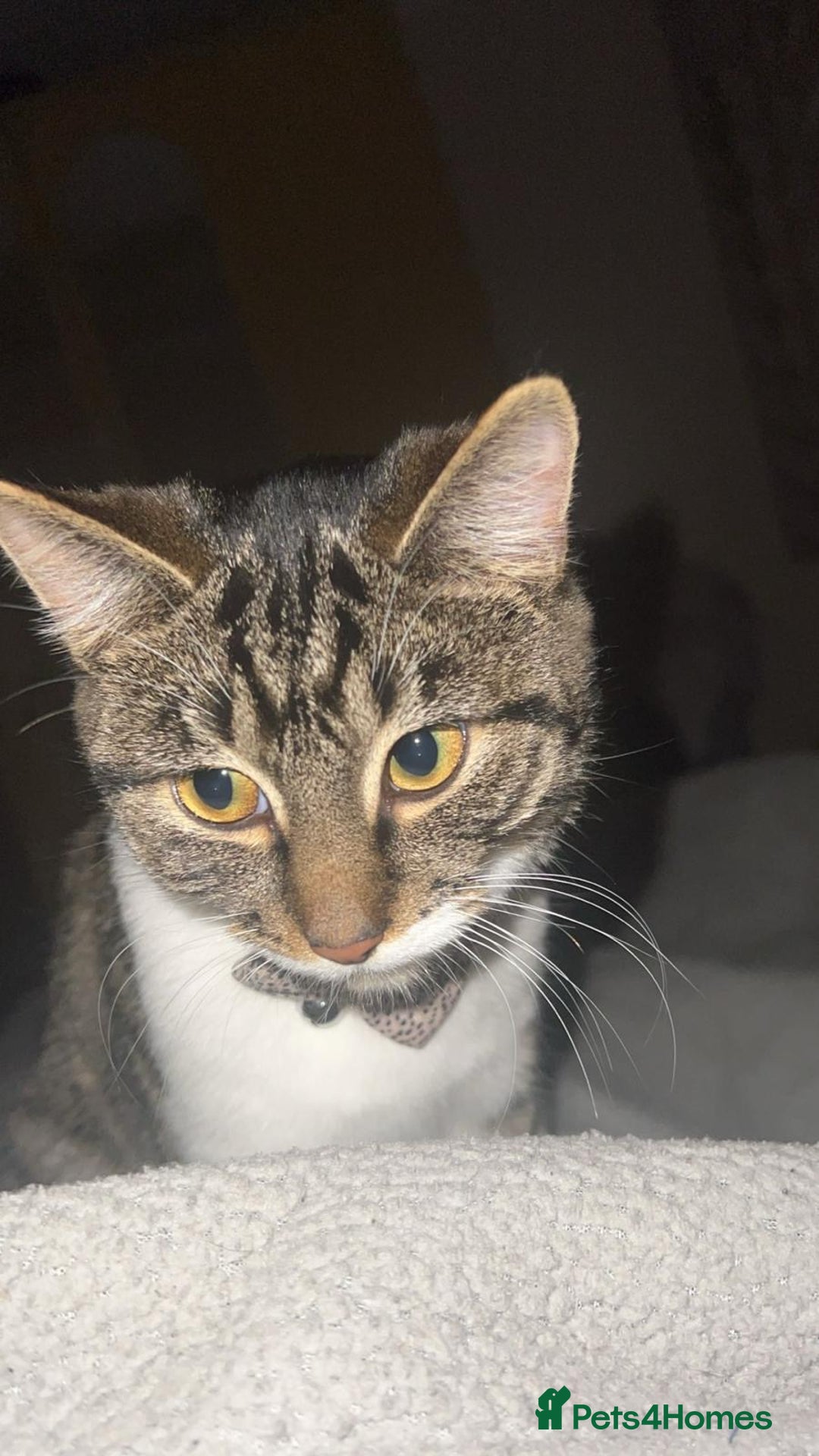 Bengal cats for sale: 2 male and 2 female kittens for sale x  - Image 7