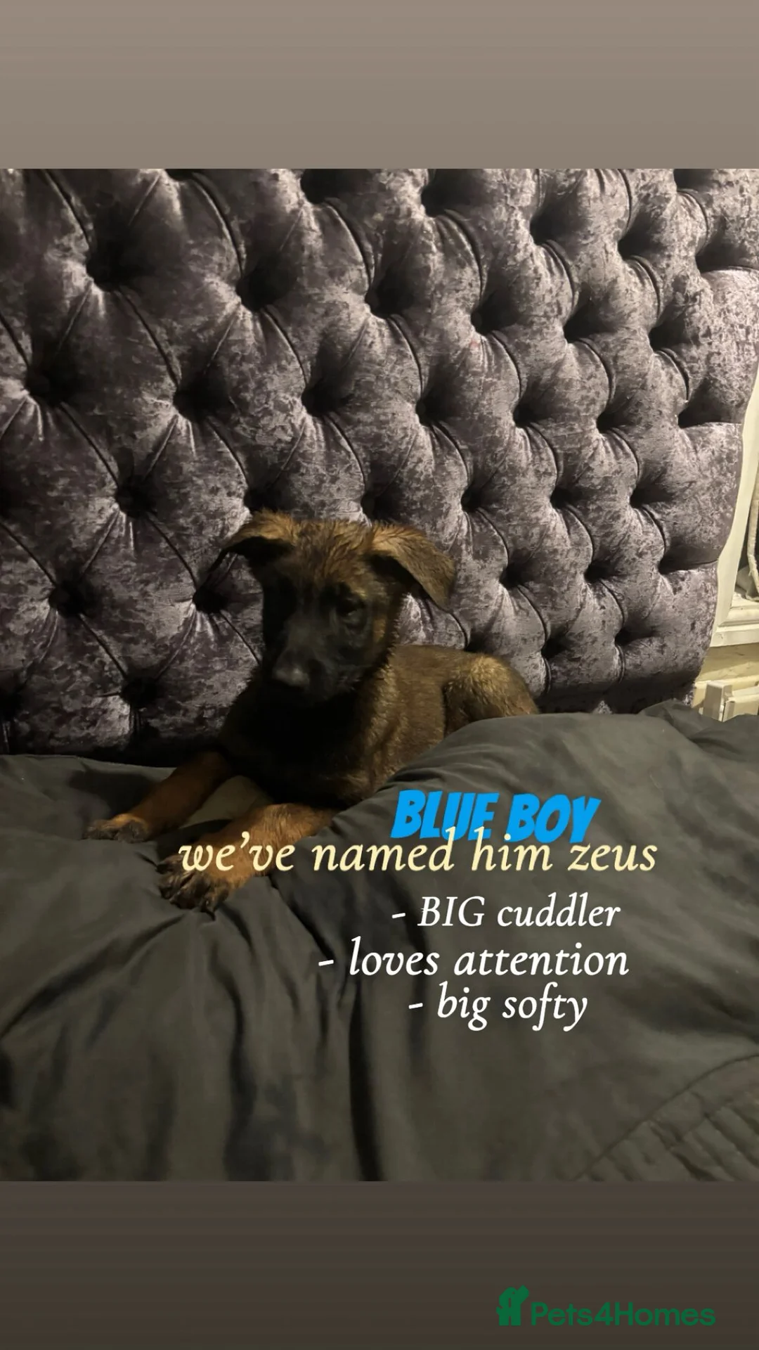 Mixed Breed dogs for sale: Beautiful german shepherd cross belgium malis pups - Advert 6
