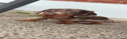Miniature Dachshund dogs for sale: Dachshunds Ready Now  - Advert 3
