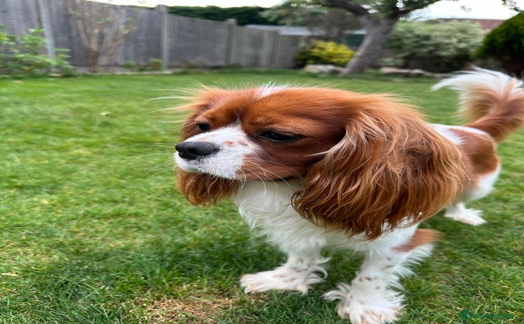 Cavalier King Charles Spaniel dogs - Advert 2