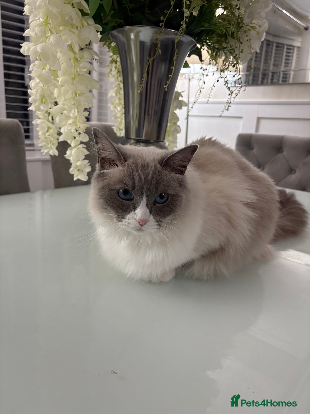 Ragdoll cats for sale: 2.5Yo Female Ragdoll  - Advert 3