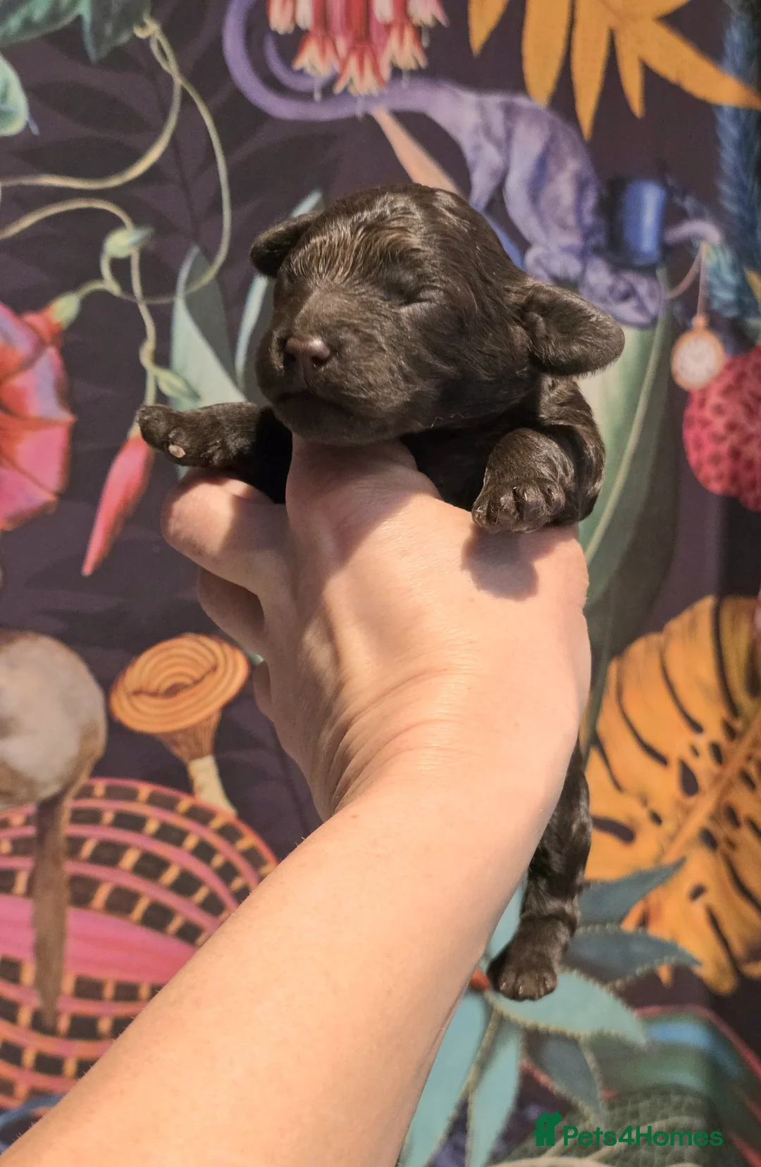 Cavapoo dogs for sale: Chocolate cavapoo available babies   - Advert 2