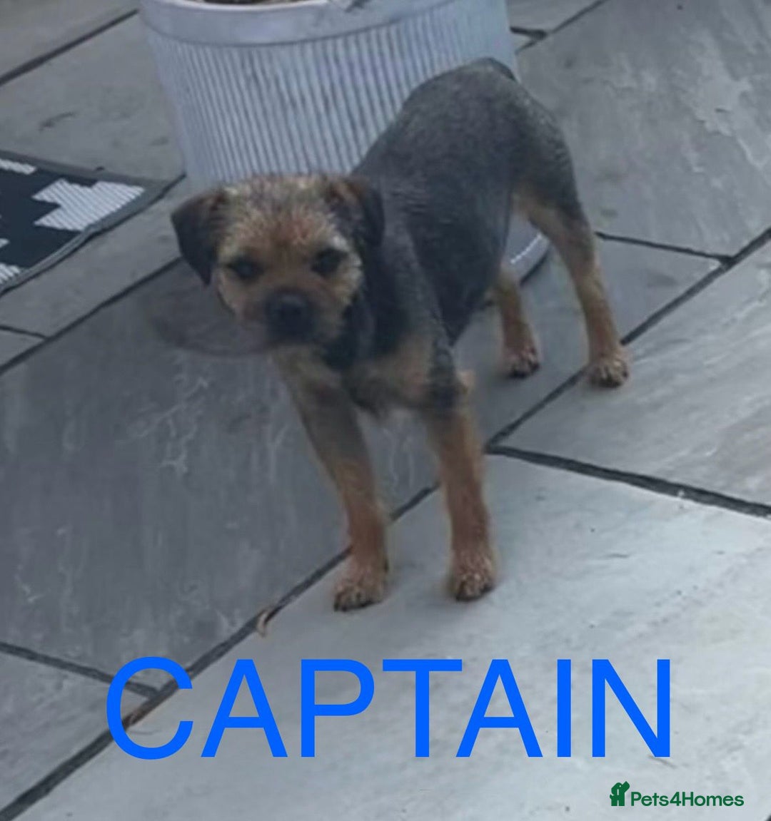 Border Terrier dogs for sale: Beautiful Borders - Advert 6