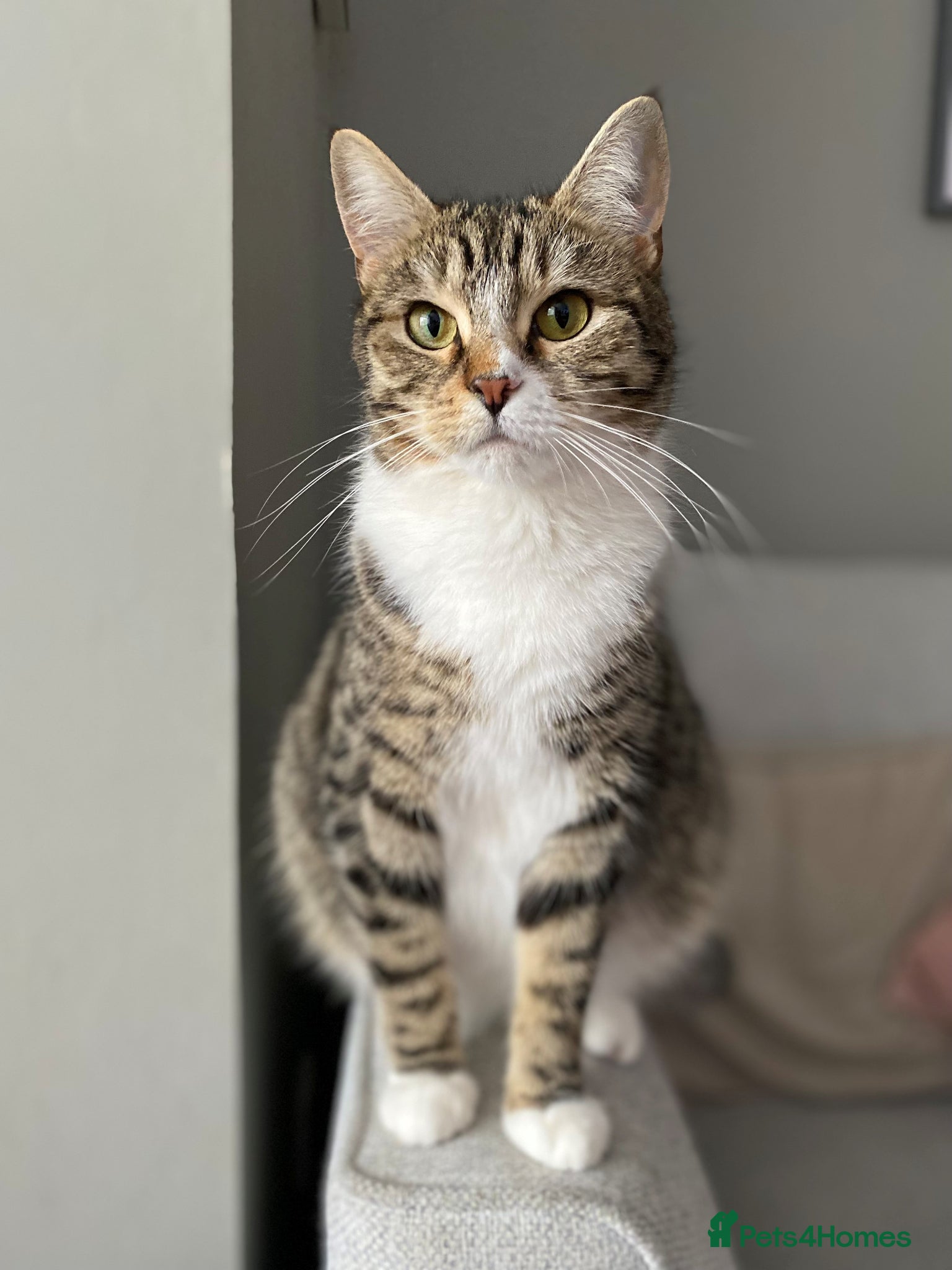 Domestic Shorthair cats 6 Stunning Kittens – Mix of Boys and Girls  - Advert 1