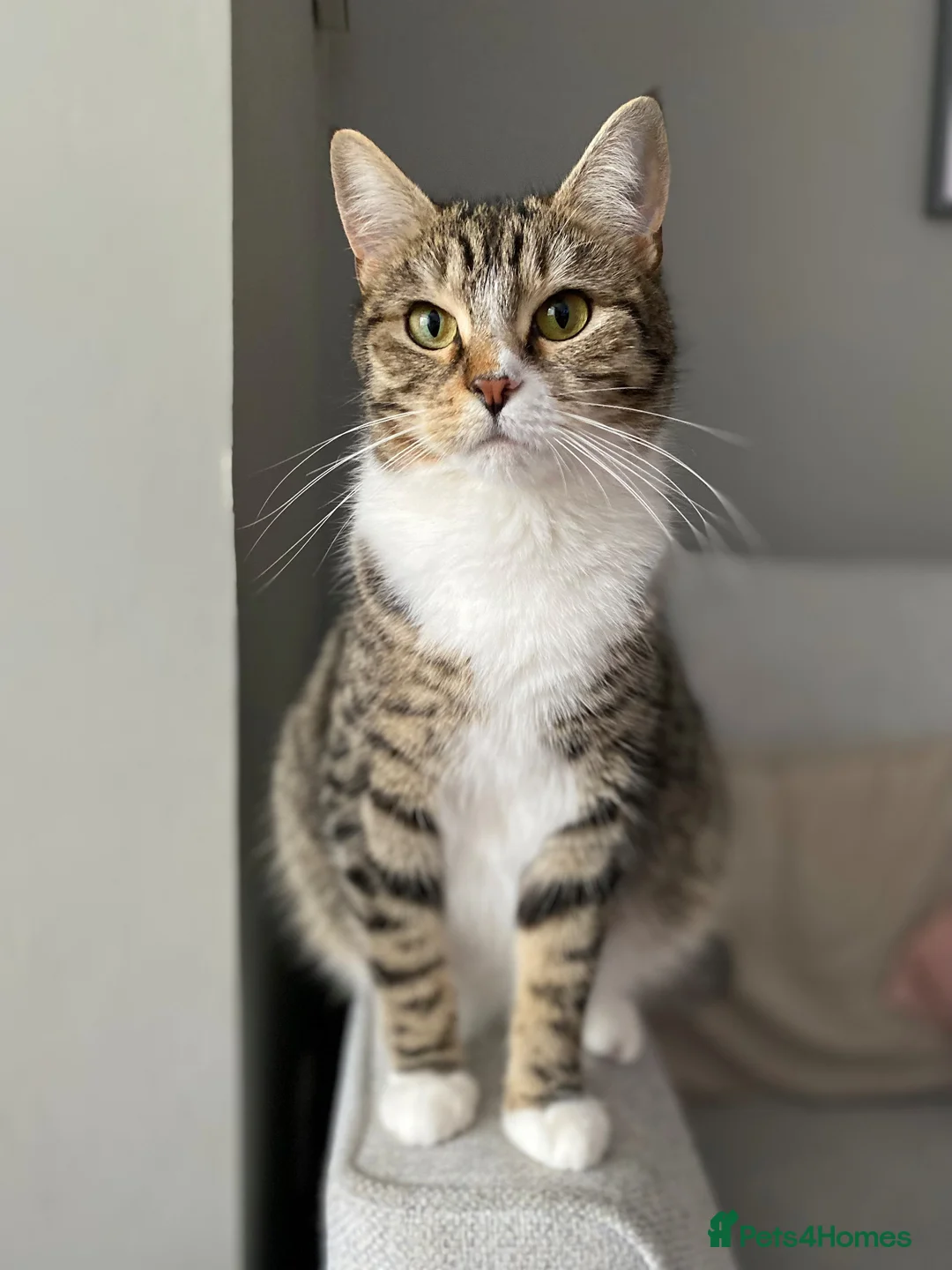 Domestic Shorthair cats for sale: 6 Stunning Kittens – Mix of Boys and Girls  - Advert 1