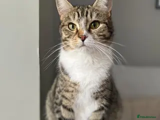 Domestic Shorthair cats 6 Stunning Kittens โ Mix of Boys and Girls - Advert 1