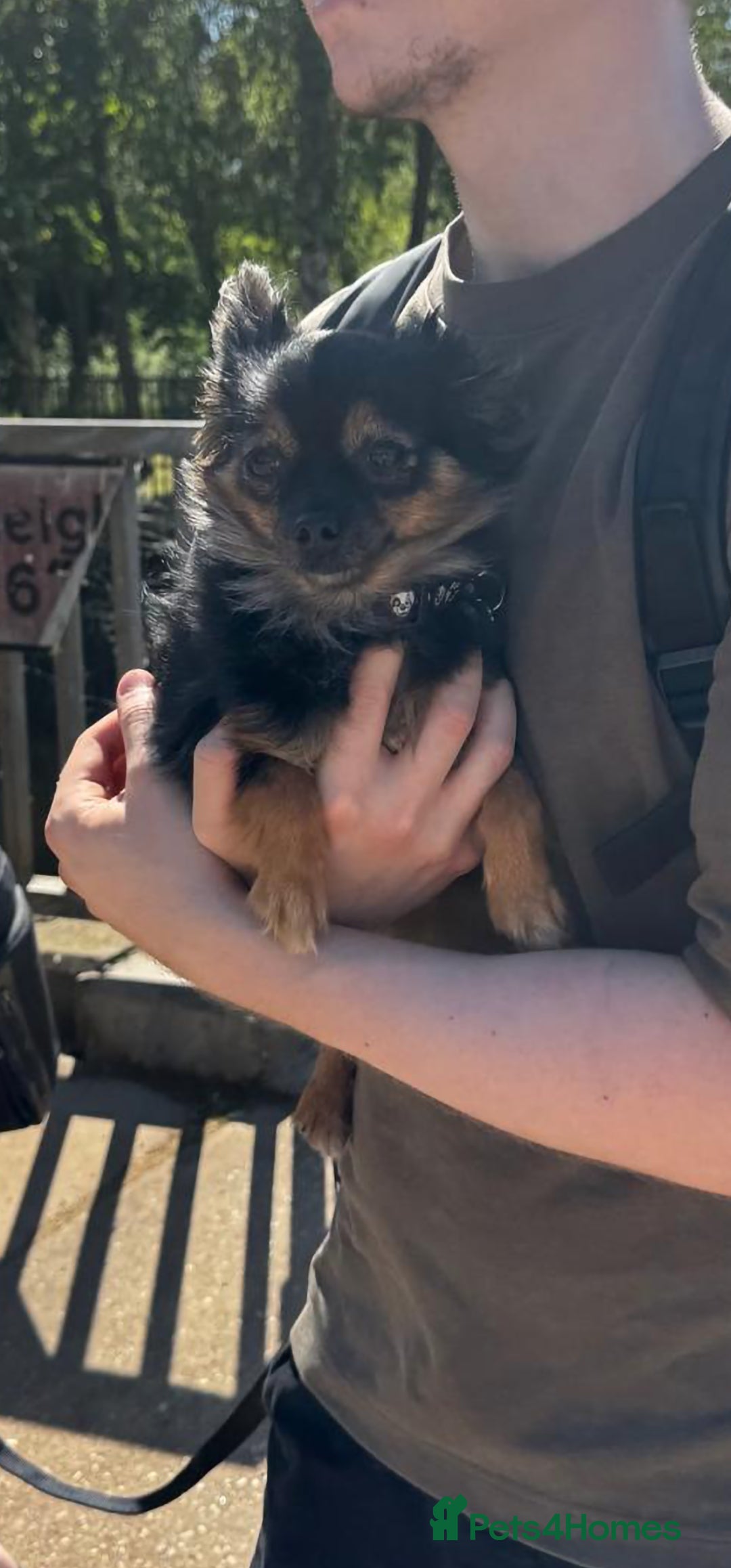 Pomchi dogs for sale: Pomchi female 2 years old  - Image 4