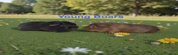 Guinea Pig rodents for sale: Bonded Pairs Of Baby Boars Lots Available Tweeds - Advert 3