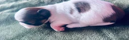 Shih Tzu dogs for sale: 🐾 Beautiful Pure Shih Tzu Puppies Ready Soon 🐾 - Advert 8