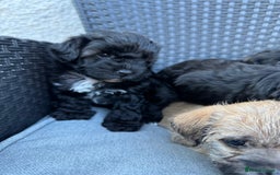 Yorkshire Terrier dogs for sale: Yorkies  - Image 24