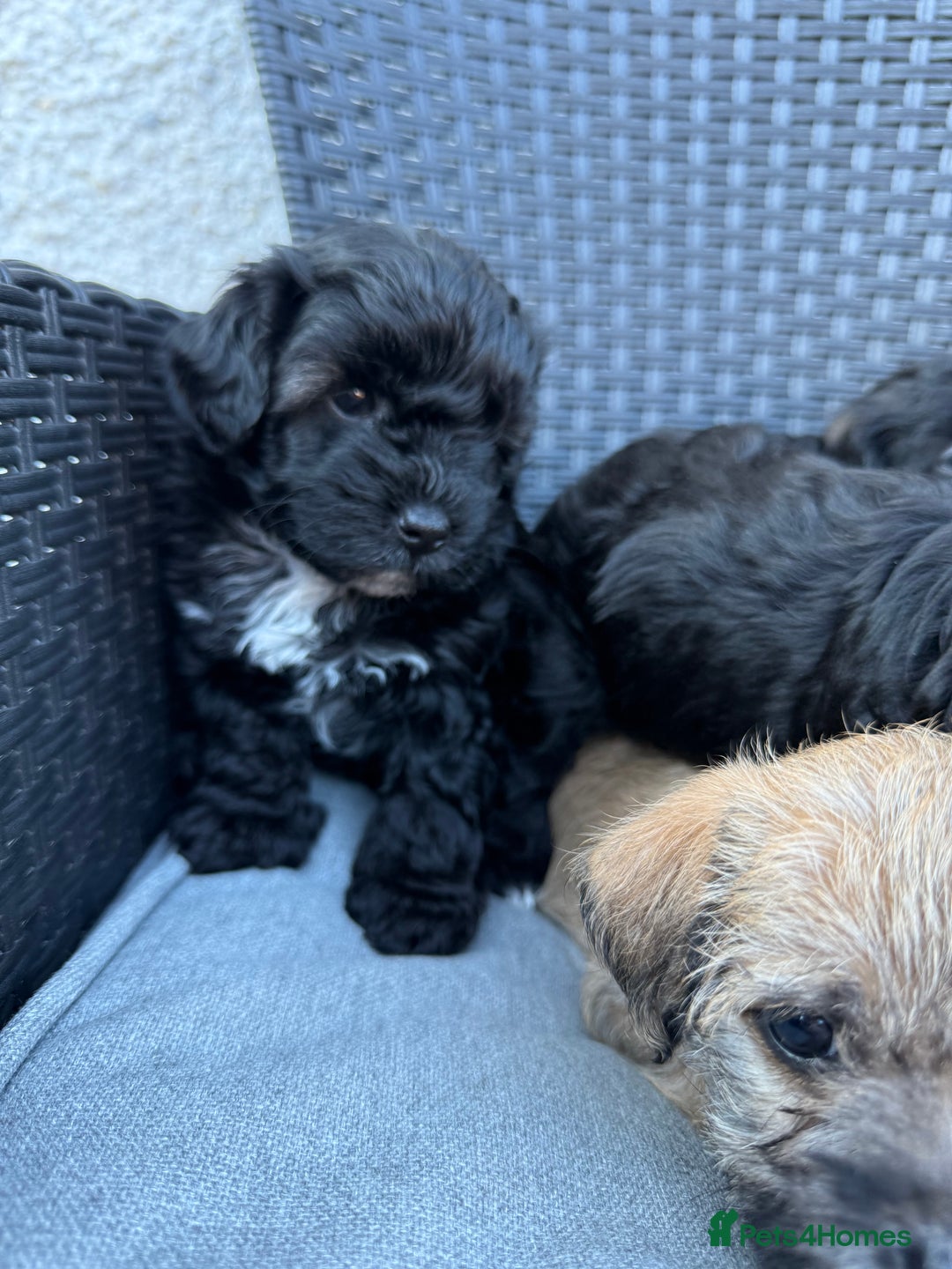 Yorkshire Terrier dogs for sale: Yorkies  - Image 24