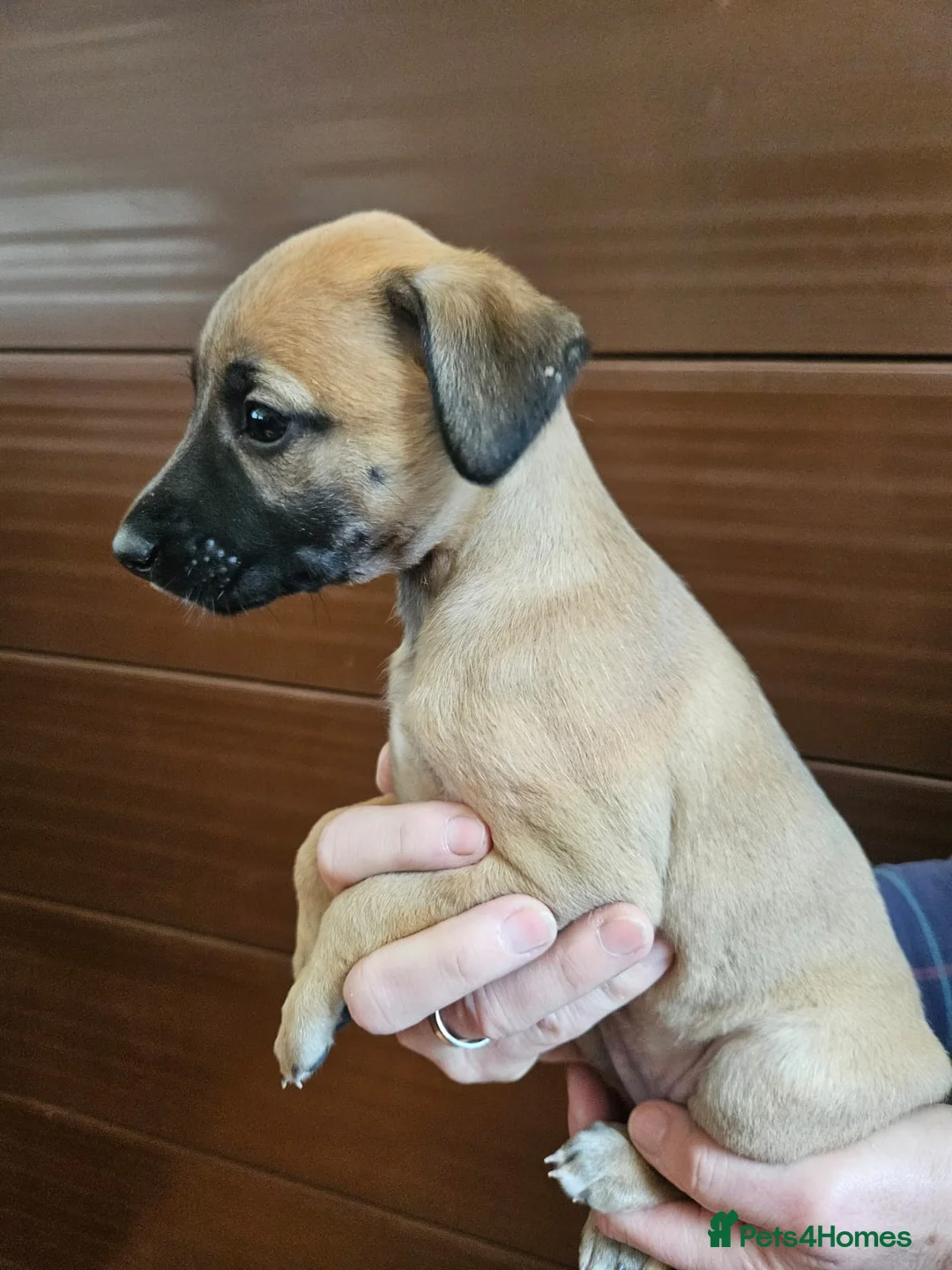 Lurcher dogs for sale: Beautiful litter of Lurcher puppies in Cullompton - Advert 9