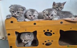 Scottish Fold cats for sale: Scottish Fold/Straight kittens  - Image 1