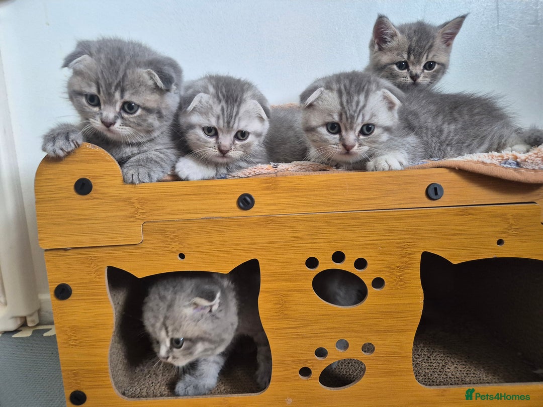 Scottish Fold cats for sale: Scottish Fold/Straight kittens  - Image 1