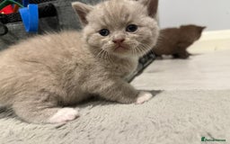 British Shorthair cats for sale: Charming British Shorthair Kittens - Image 16