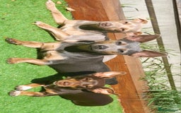 Jack Russell dogs for sale: Miniature Lilac & Blue Jack Russell puppies  - Image 20