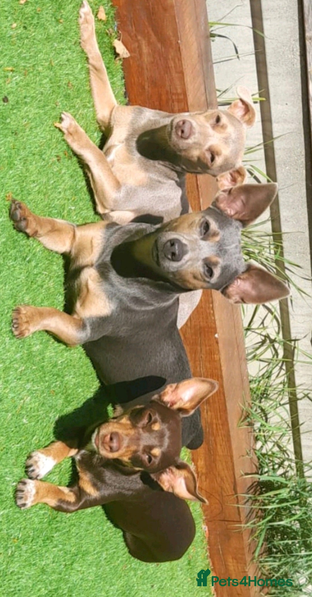 Jack Russell dogs for sale: Miniature Lilac & Blue Jack Russell puppies  - Image 20