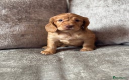 Cocker Spaniel dogs for sale: COCKER SPANIEL PUPPIES - Image 13