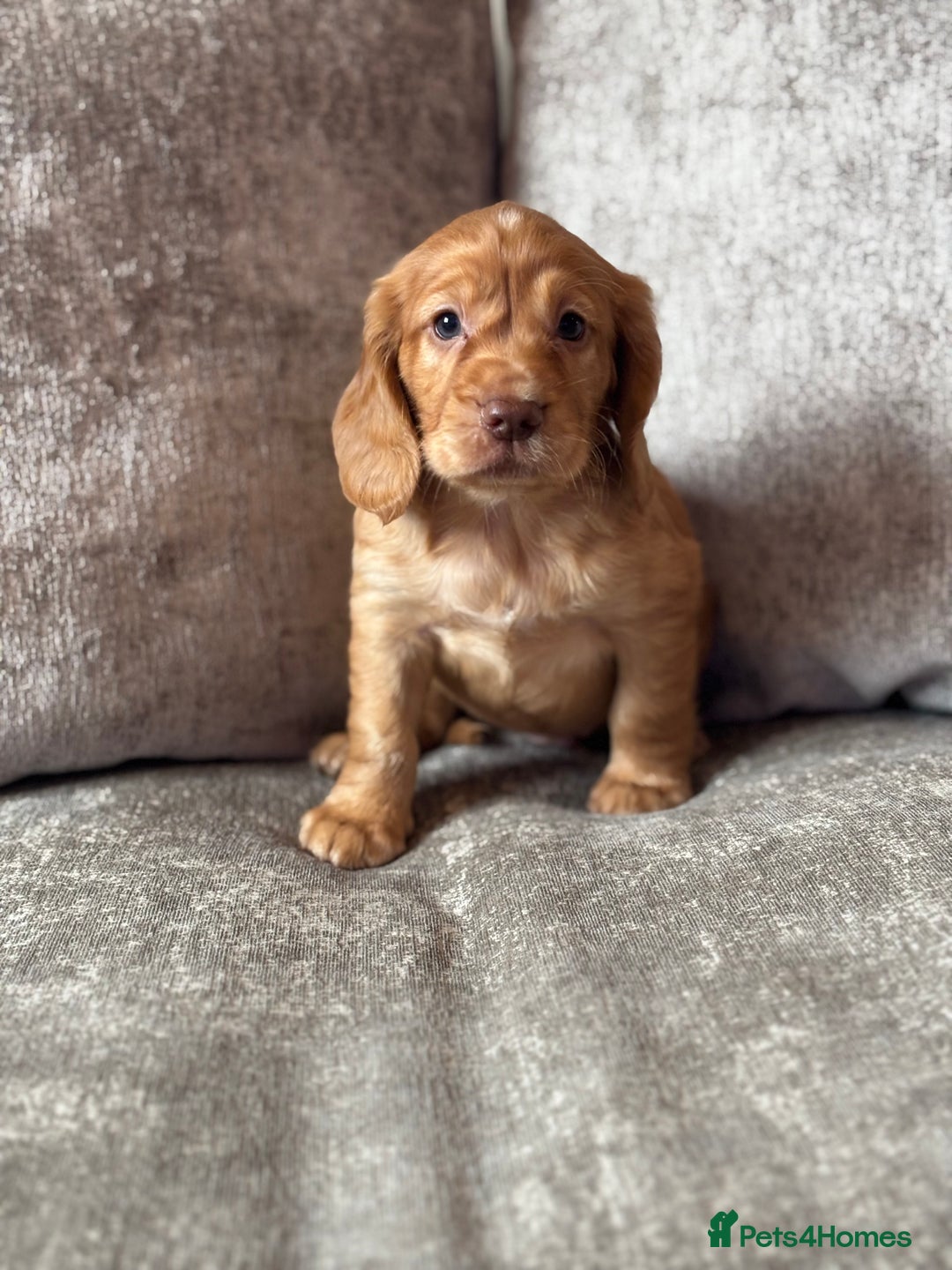 Cocker Spaniel dogs for sale: COCKER SPANIEL PUPPIES - Image 13