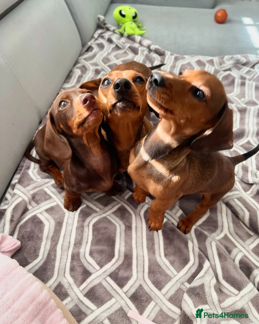 Miniature Dachshund dogs for sale: Dogs for sale in Derby - Advert 2