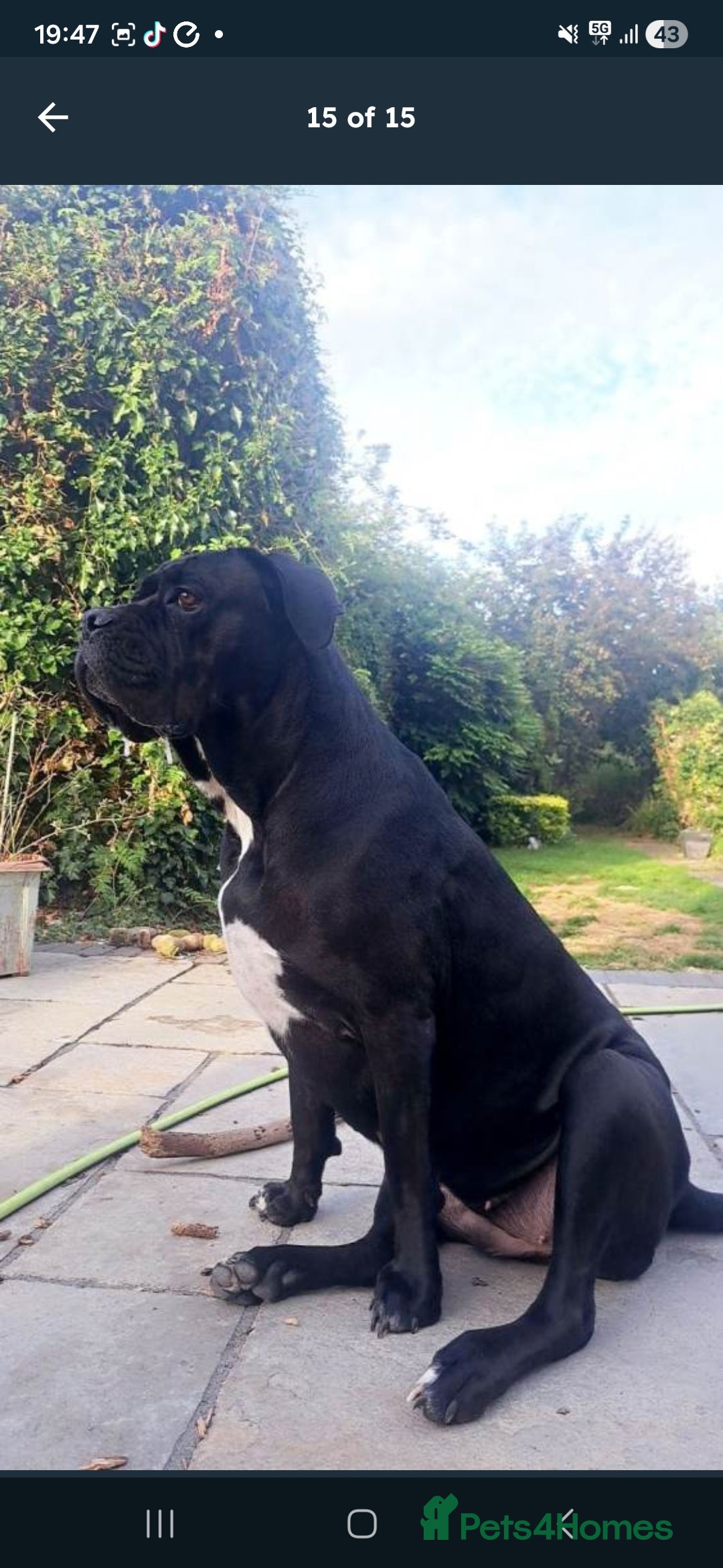 Cane Corso dogs for sale: Gorgeous cane corso puppies  - Advert 1