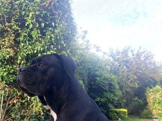 Cane Corso dogs Gorgeous cane corso puppies - Advert 4