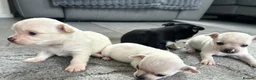 Chihuahua dogs for sale: 🐾Adorable chihuahua puppys ready!! - Advert 12