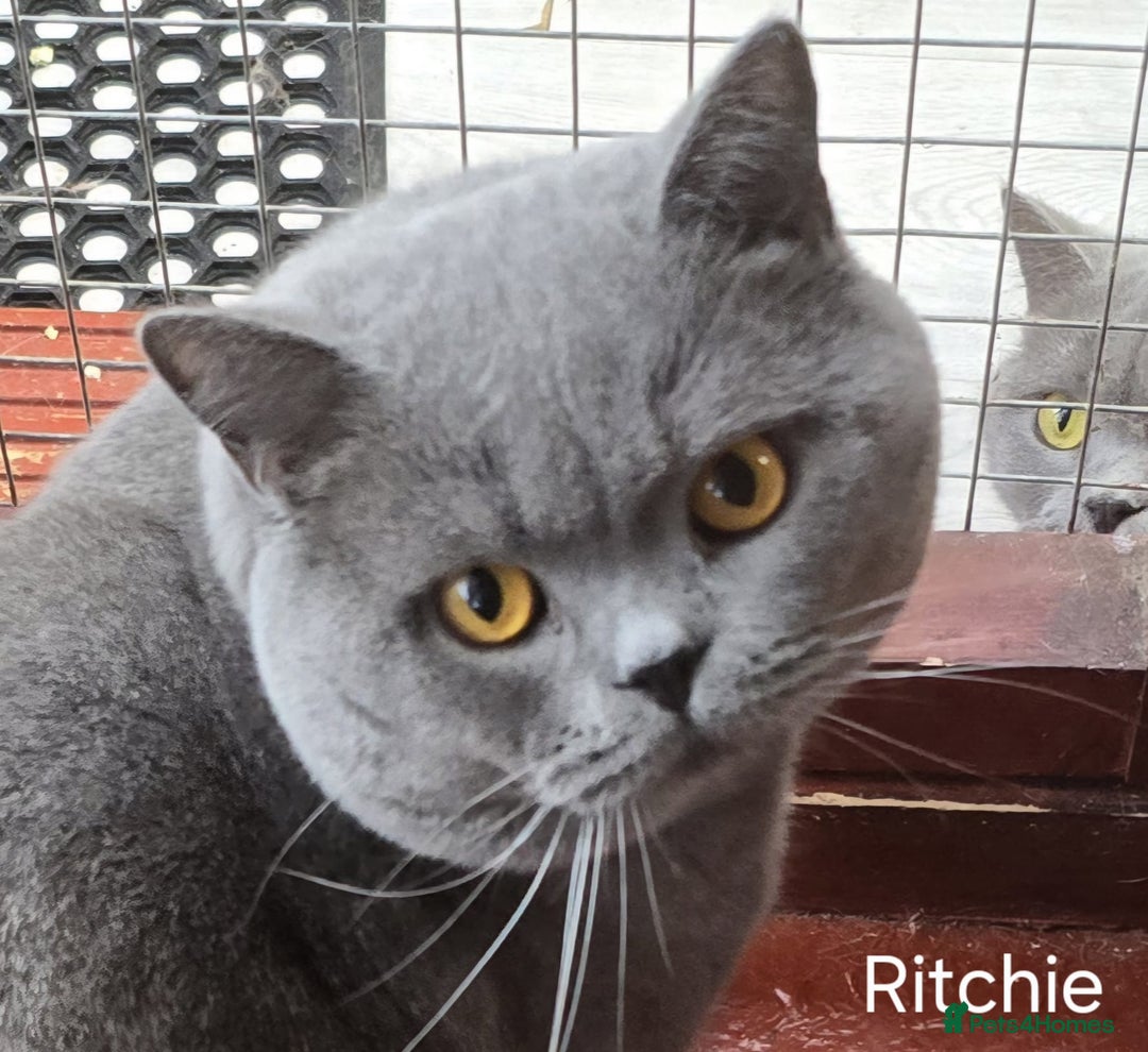 British Shorthair cats for sale: ONE KITTEN FOLD EARS IS AVAILABLE  - Advert 9