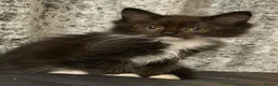 Ragdoll cats for sale: Ragdoll cross maincoon - Advert 5