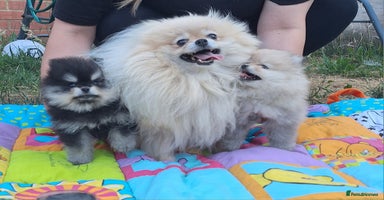 Pomeranian dogs - Advert 9