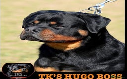 Rottweiler dogs for sale: (KC) REX & DELLAS FINAL LITTER OF QUALITY PUPS - Image 15