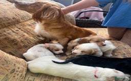 Cocker Spaniel dogs for sale: Stunning working cockers  - Image 2