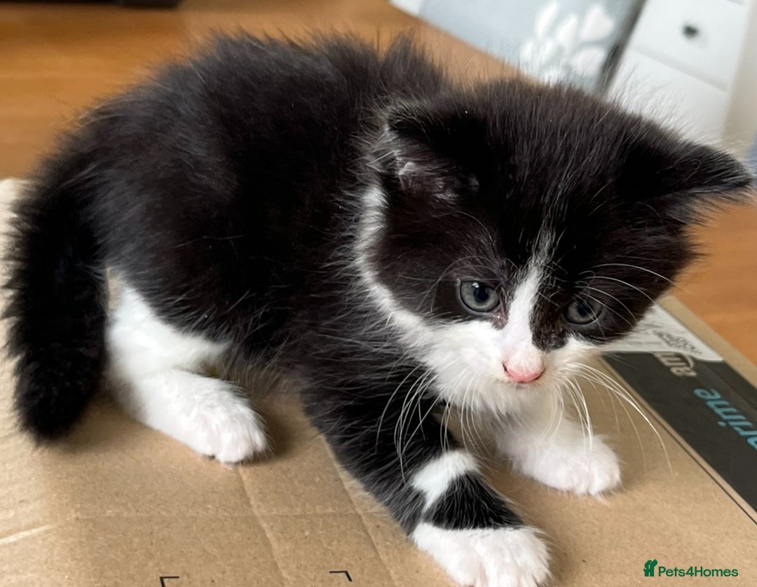 Mixed Breed cats for sale: 6 Beautiful playful kittens - Image 6