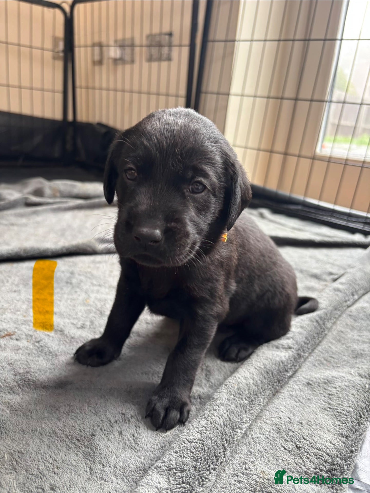 Labrador Retriever dogs for sale: Black Labrador Puppies  - Advert 12