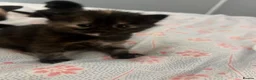 Siamese cats for sale: Siamese mixed kittens  - Advert 18