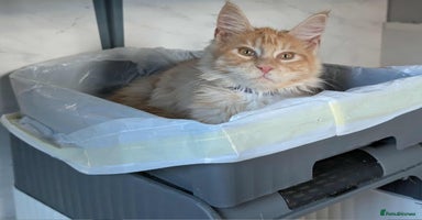 Maine Coon cats - Advert 4