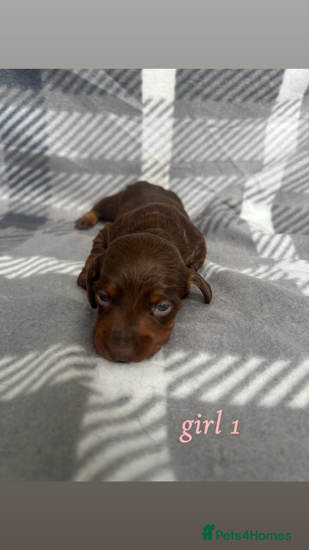 Miniature Dachshund dogs for sale: Miniature Dachshund Pups  - Image 4