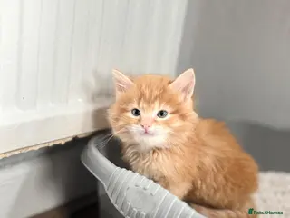 Maine Coon cats Maine coon , British shorthair , Bengal and tabby. - Advert 5