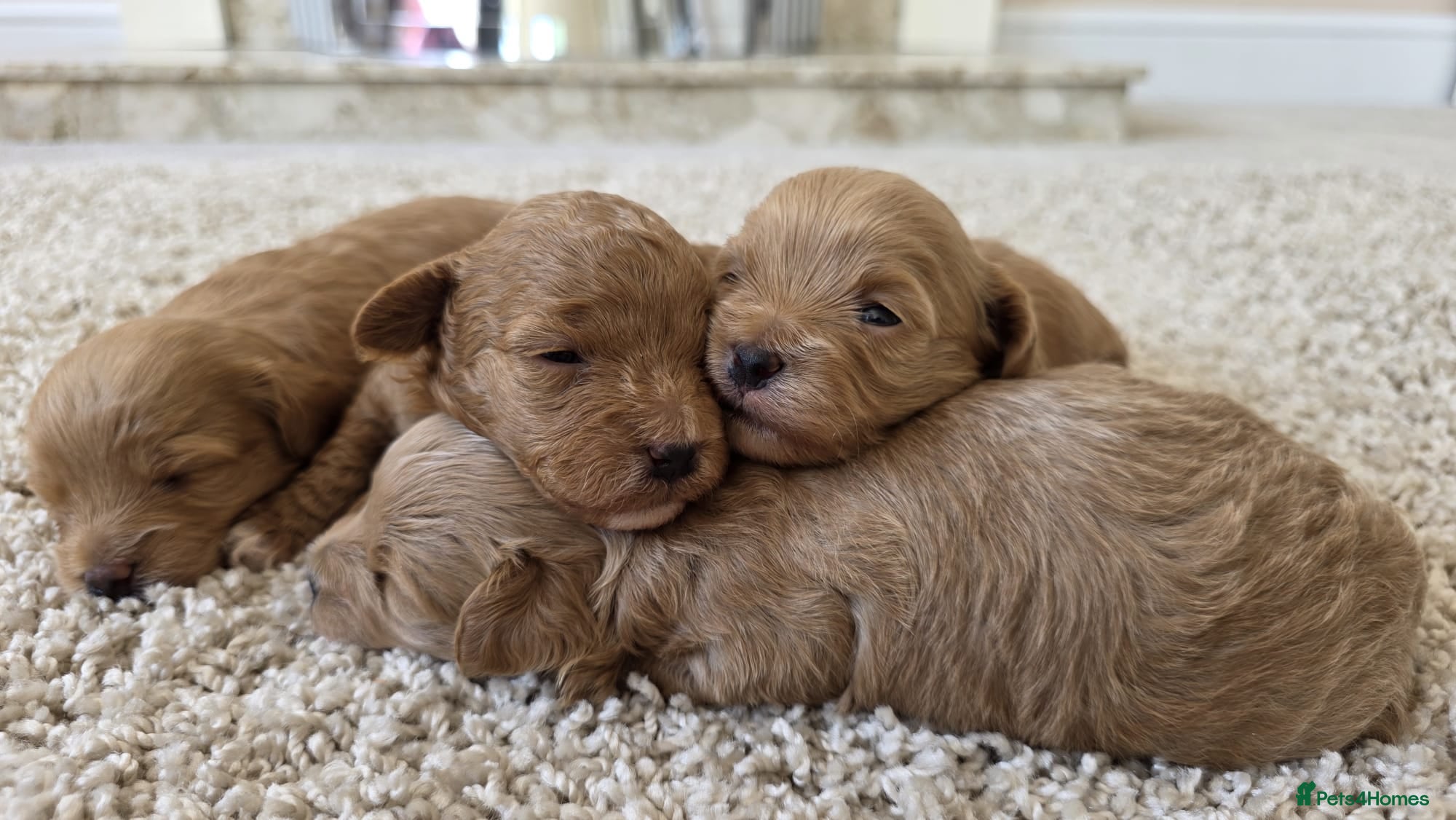 Maltipoo dogs  Adorable Tiny Toy Maltipoo puppies 🐶 - Advert 2
