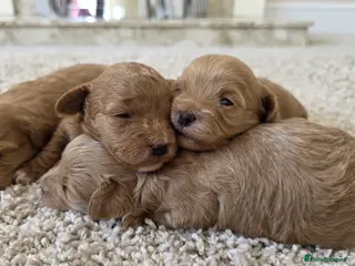 Maltipoo dogs Adorable Tiny Toy Maltipoo puppies 🐶 - Advert 2