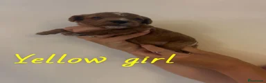 Yellow Girl