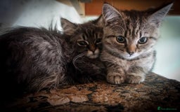 Persian cats for sale: ADORABLE RUSSIAN BLUE X PERSIAN KITTENS - Image 1