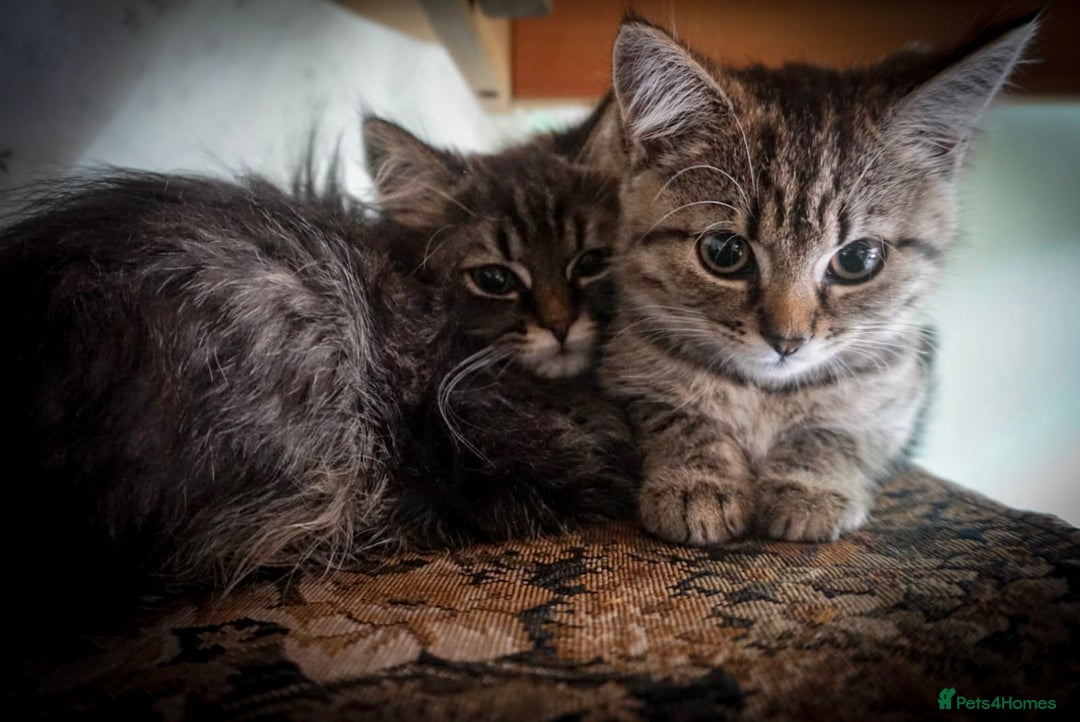 Persian cats for sale: ADORABLE RUSSIAN BLUE X PERSIAN KITTENS - Image 1