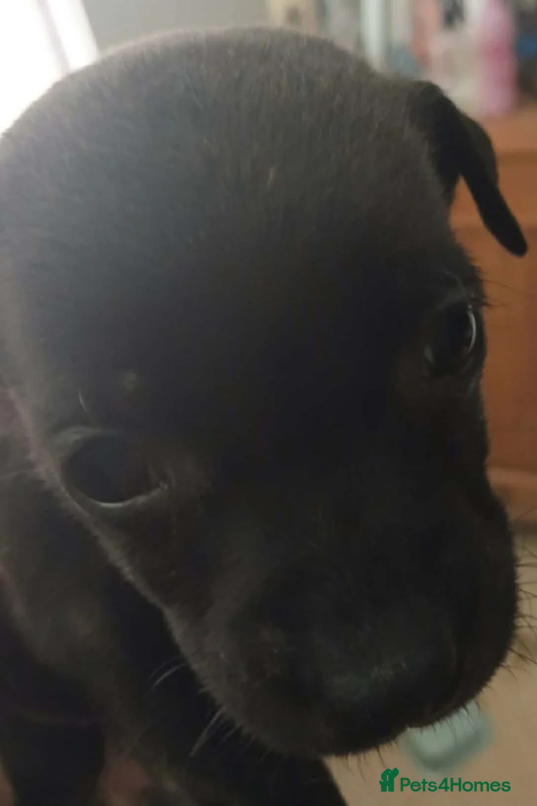Staffordshire Bull Terrier dogs for sale: Staffy pups northern ireland  - Advert 8