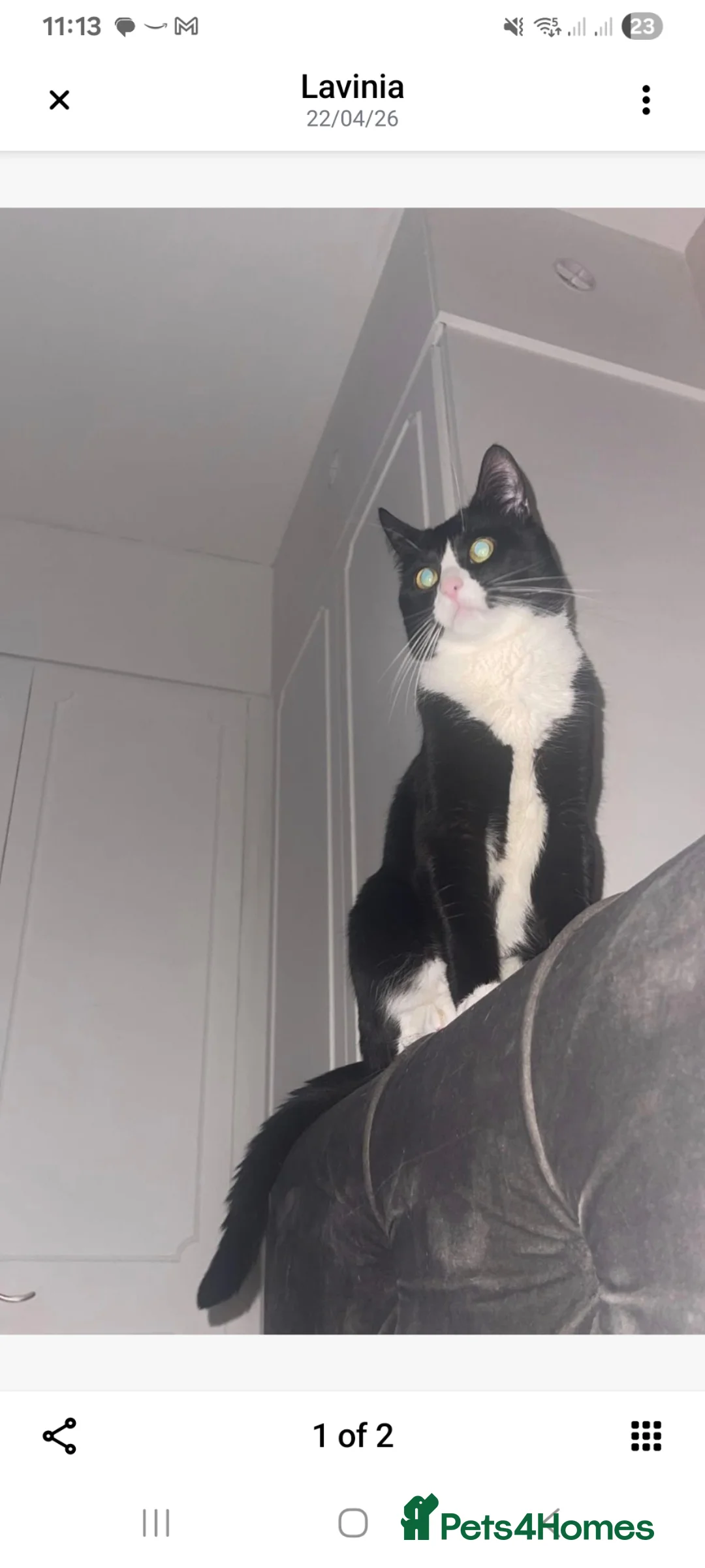 British Shorthair cats for sale: Male kitten in Cheltenham - Advert 1